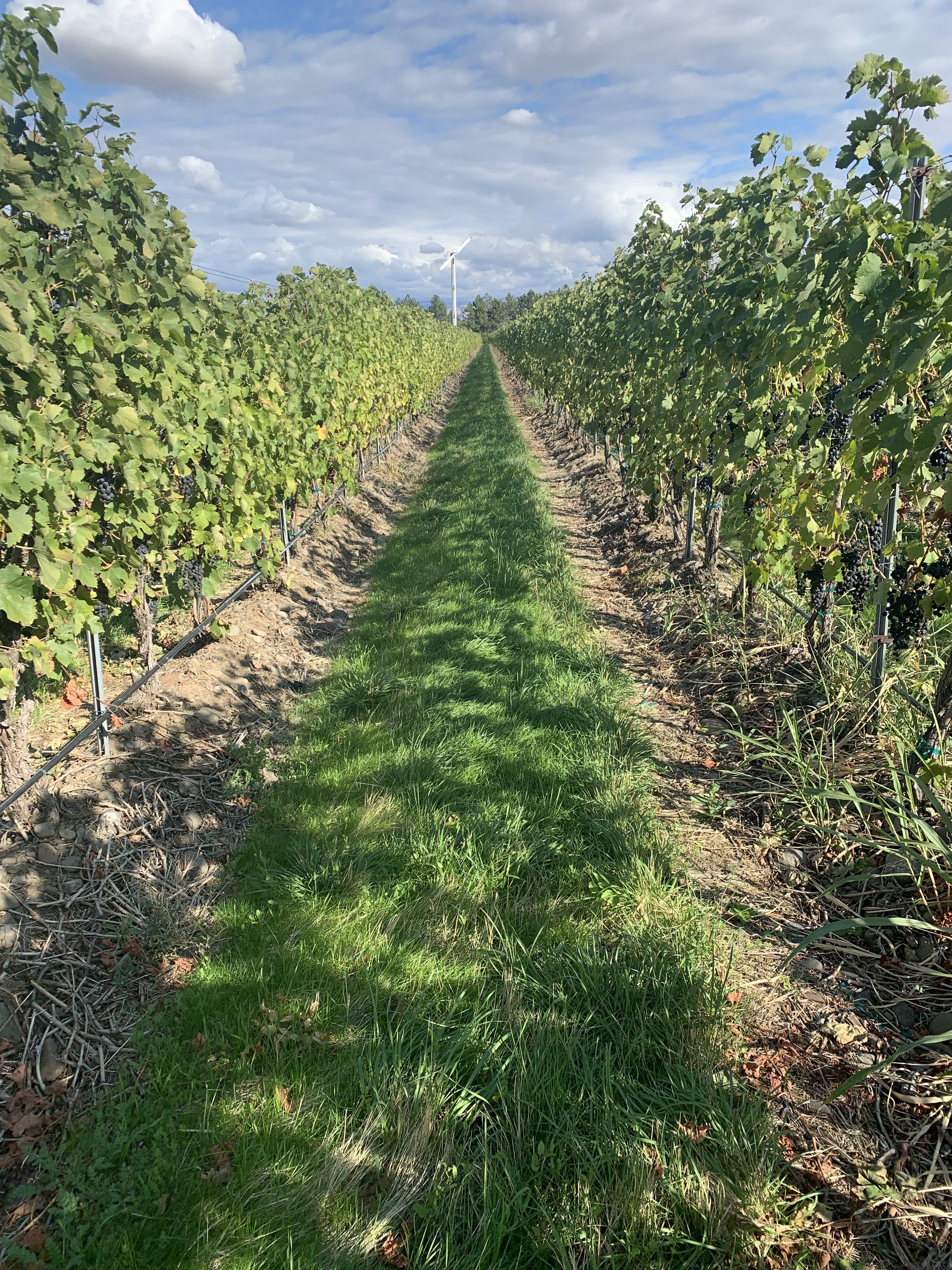 Vineyard row at Zerba Wine Cellars